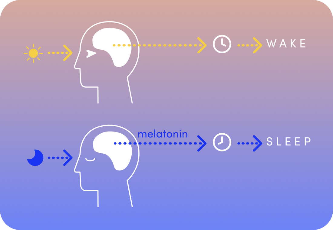 Circadian rhythm: How switching your lights improves your sleep routine