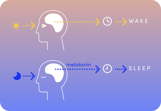 Circadian rhythm: How switching your lights improves your sleep routine